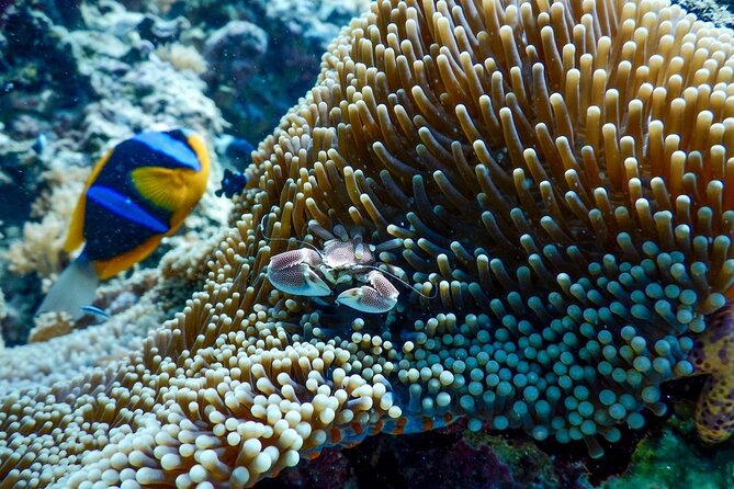 Half-day Snorkeling at Mnemba Coral Gardens - Frequently Asked Questions