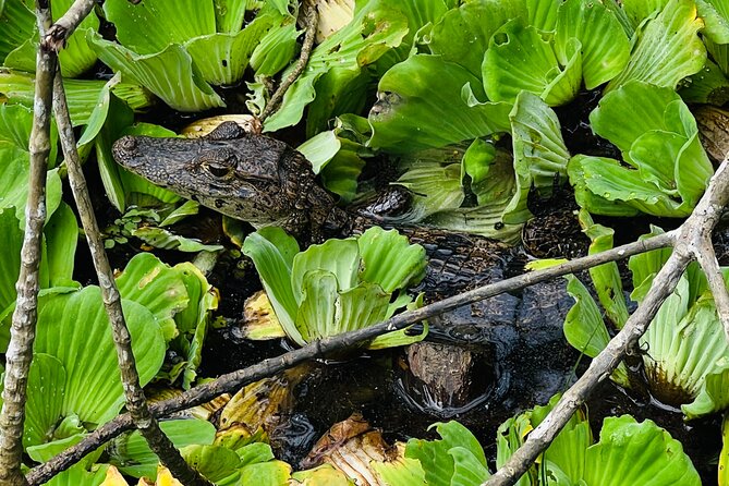 Half Day Tortuguero Canal, Cahuita National Park & Puerto Limon - Wildlife Spotting in Cahuita National Park