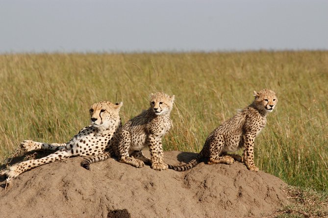 Half Day Tour to Nairobi National Park - Operator Information