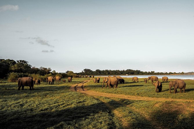 Highlights of Sri Lanka (10 Days) - Day 5: Ella and Yala National Park
