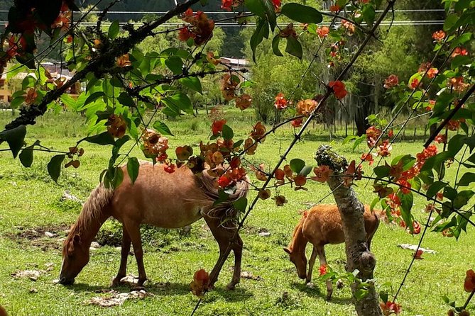 Horse Trails - Accessibility Considerations