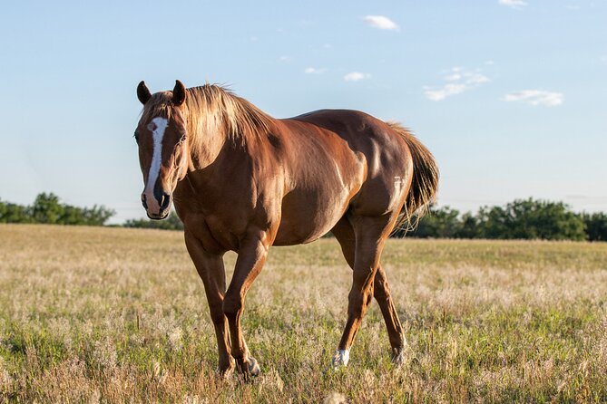Horseback Along the Luxor West Bank - Horseback Adventure Location