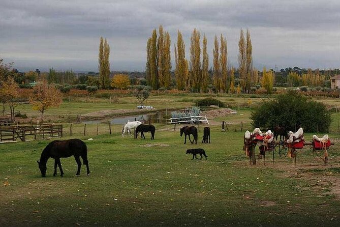 Horseback Riding With Gauchos and Native Empanadas in Mendoza - Transportation and Pickup Details