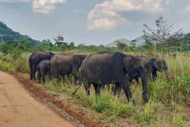 Hurulu Eco Park Private Safari From Dambulla - Meeting and Pickup