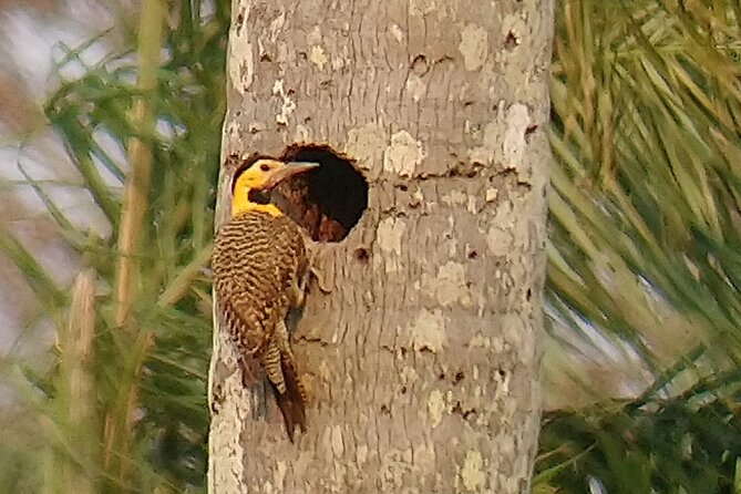 Iguazu Sunset & Nocturnal Birdiwatching - Inclusions