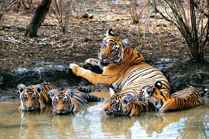 India Wildlife Photography Tour - Jungle Safaris Schedule and Inclusions