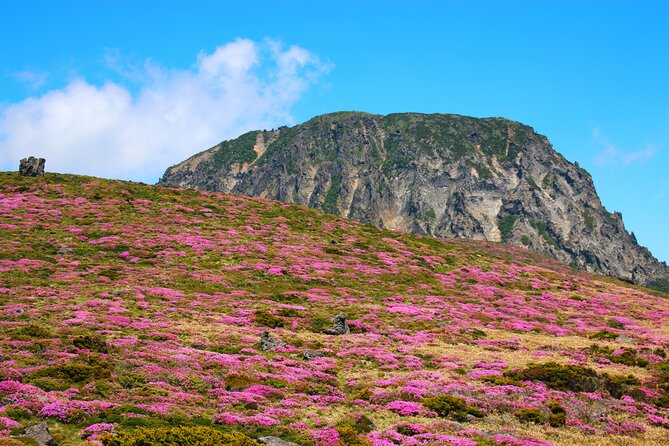 Jeju Island South UNESCO Group Tour - Customer Reviews and Feedback