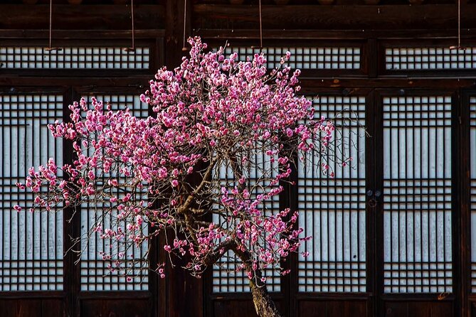 Jeonju Hanok Village and Plum Blossom Festival Shared Tour - What To Expect