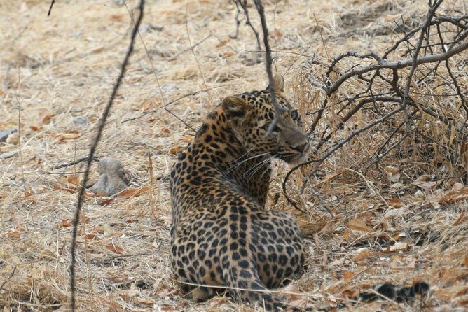 Jhalana Leopard Safari+Abhaneri Step Well Tour From Jaipur Including Car & Entry - Cancellation Policy