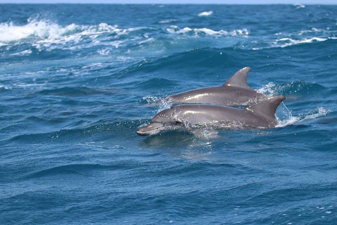 Josani Forest & Dolphin Tour Snorkeling Sea Trip Hals Day - Zanzibar - Tour Highlights