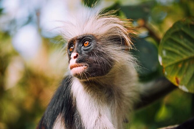 Jozani Forest Tour; The Island Pongwe Restaurant; Baraka Aquarium; Kendwa Beach - Accessibility Information