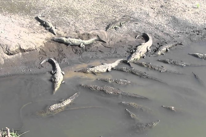 Jungle Crocodile Safari & Jaco Beach From San Jose - Meeting and Pickup Details