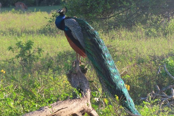 Kalametiya Bird Watching,Lagoon Safari Trip From Any Hotels Southern Province - Logistics