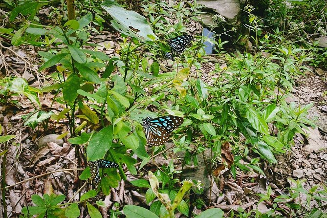 Kaohsiung Baolai Hot Spring and Butterfly Watching Tour - What To Expect