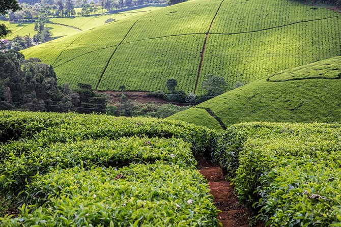 Kiambethu Tea Farm Full-Day Tour From Nairobi With Lunch - Frequently Asked Questions