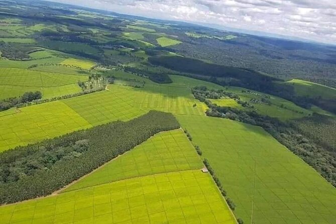 Kiambethu Tea Farm Private Guided Class With Lunch in Nairobi - Lunch Experience