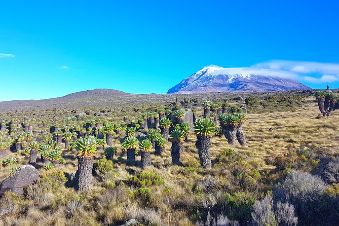 Kilimanjaro Climbing Tours via Northern Circuit- 10 Days - Additional Travel Guidelines