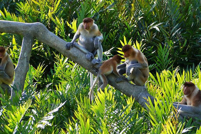 Klias Wetland River Safari Tour