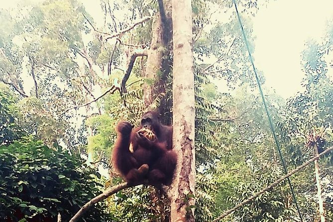 Kuching City Tour & Semenggoh Wildlife - Semenggoh Wildlife Tour Details