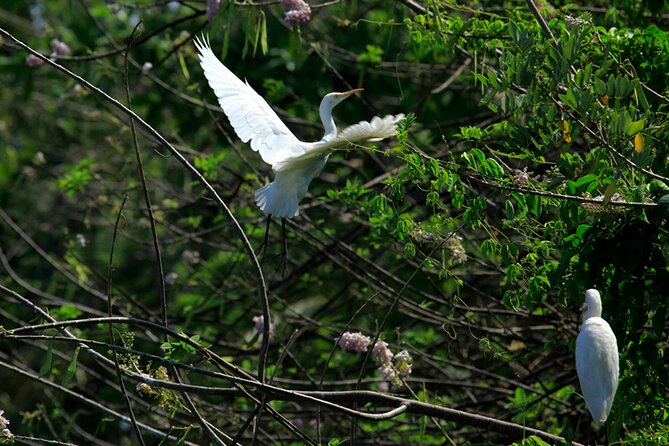 Kumarakom Backwater Excursion