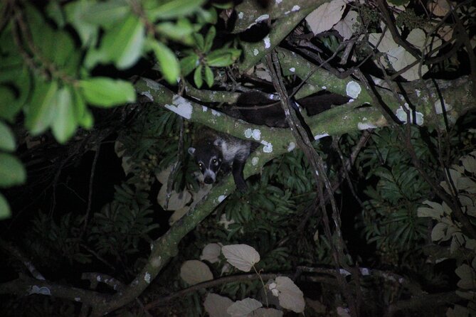 La Fortuna Night Walk in High Biodiversity Rainforest - Included Amenities and Pickup Details