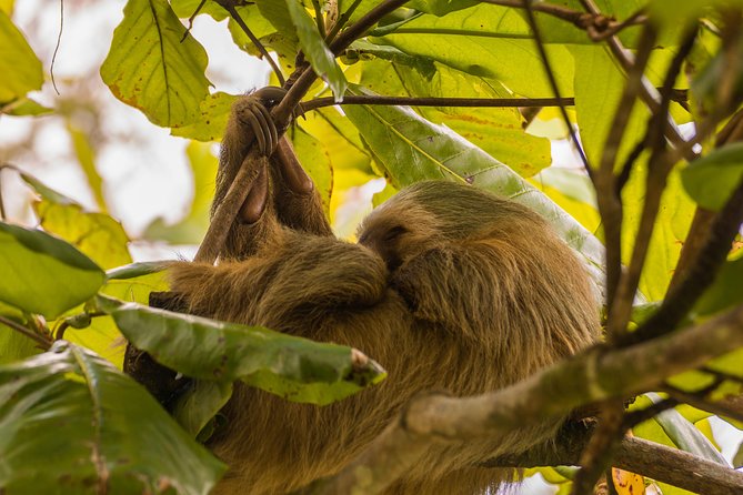 La Fortuna's Nature and Wildlife in a Single Day - Frequently Asked Questions