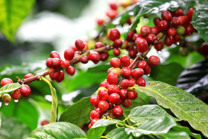 La Paz Waterfall Gardens & Coffee Tour. Private Tour - Exploring La Paz Waterfalls