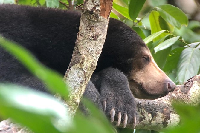 Labuk Proboscis, Sepilok, Sun Bear, Sandakan City Tour & Lunch - Inclusions and Exclusions