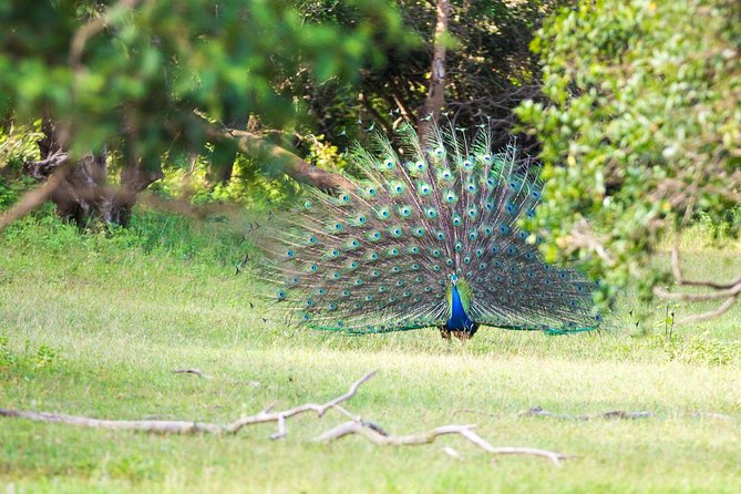 Lahugala Kitulana National Park Private Safari - Frequently Asked Questions