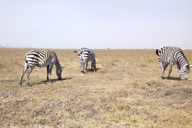 Lake Naivasha Full Day Tour With Boat Rides - Lunch and Leisure Time