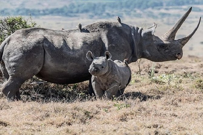 Lake Nakuru National Park Day Tour From Nairobi - Inclusions