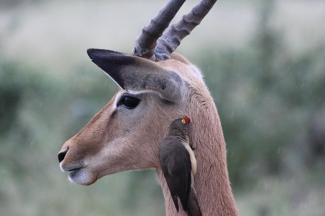 Lake Nakuru National Park Day Tour From Nairobi Kenya - Booking Provider