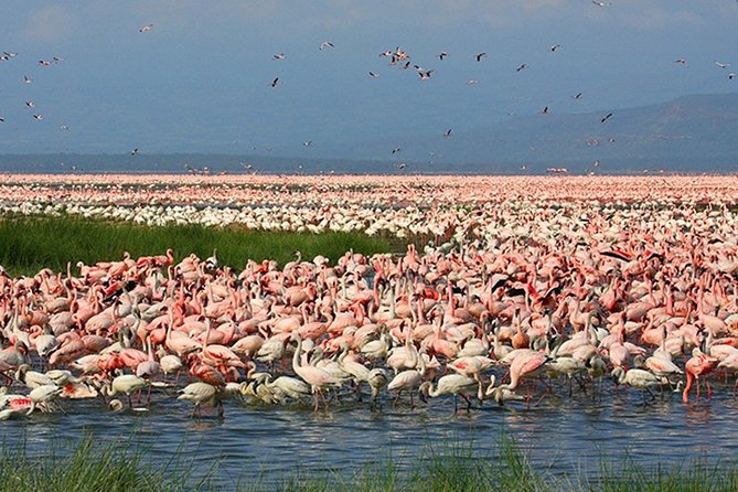 Lake Nakuru Tour With Optional Boat Ride at Lake Naivasha