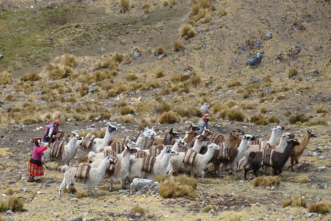 Lares Trek to Machu Picchu 4 Days - 3 Nights - Trekking Equipment and Support
