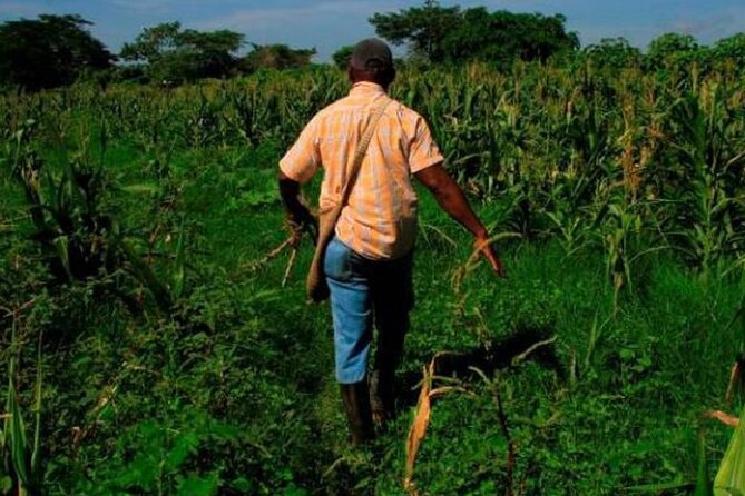 Learn Farming and Harvesting Stories in Villanueva Colombia - Whats Included