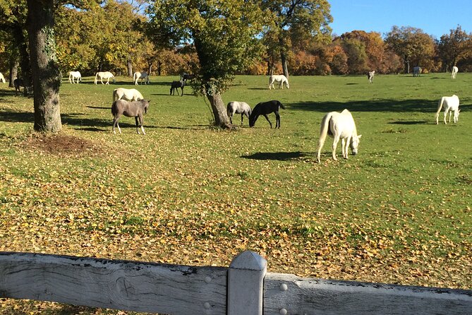 Lipica Stud Farm Tour (Up to 8 Persons) - Frequently Asked Questions