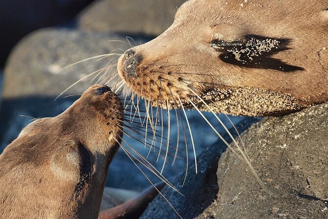 Lobos Island and Ochoa Beach Day Tour: Snorkeling & Wildlife - Tour Inclusions
