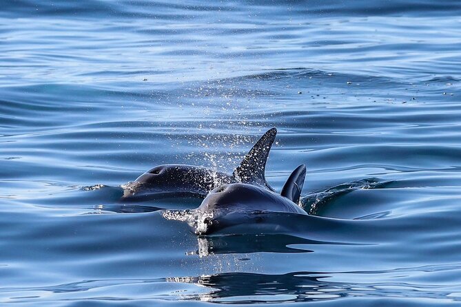 Lower Valley of the Chubut River With Dolphins Boat Watching - Frequently Asked Questions