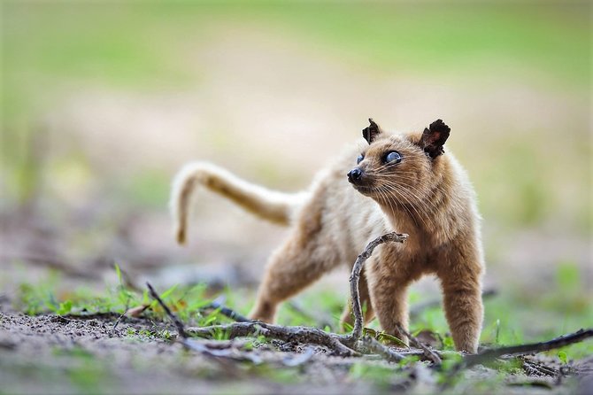 Lunugamvehera National Park Private With Naturalist (12 Hrs) - Frequently Asked Questions