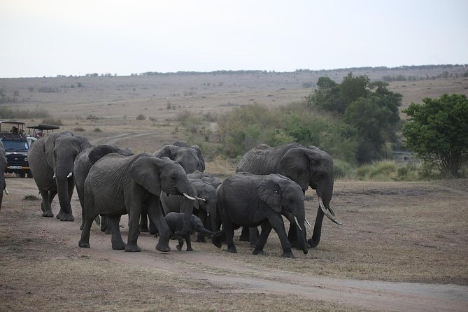 Maasai Mara Camping Road Safari ONE Night Best Budget ALL INCLUSIVE - Transportation Information