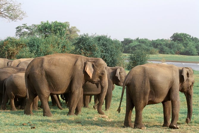 Maduru Oya National Park Private Safari With Naturalist - Accessibility and Fitness Requirements