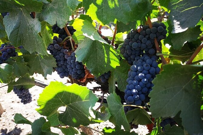 Main Winery of Chile Plus Bahai Temple of South America Day Tour - Pickup and Departure