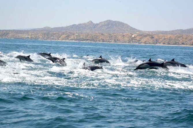 Majestic Giants Whale Watching in Mancora - Swim With Majestic Giants