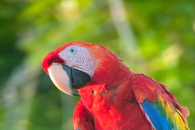 Manuel Antonio Esquipulas Birdwatching Tour