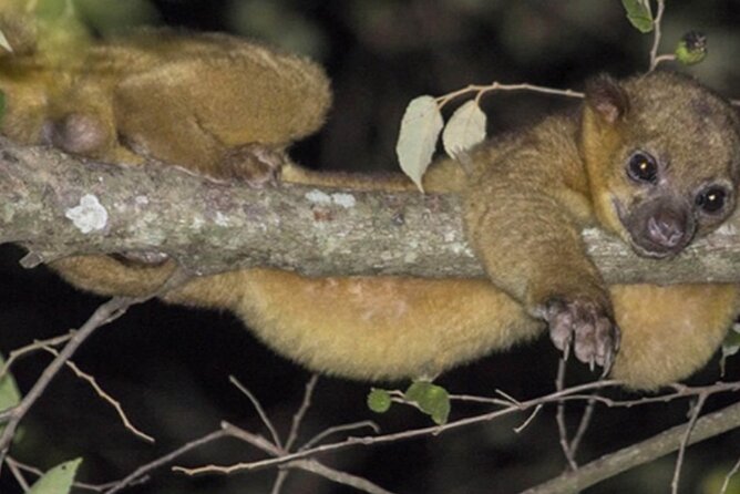 Manuel Antonio Jungle Night Tour - Special Offer and Booking Details