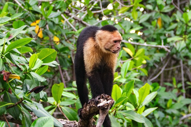Manuel Antonio Mangrove Boat Tour - Meeting and End Point