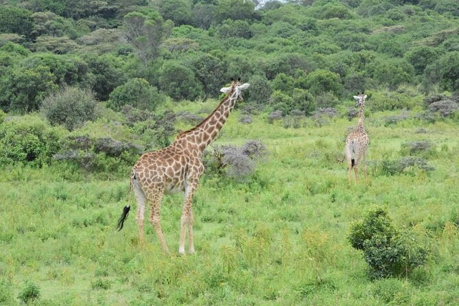 Manyara National Park Day Trip From Arusha - Additional Information