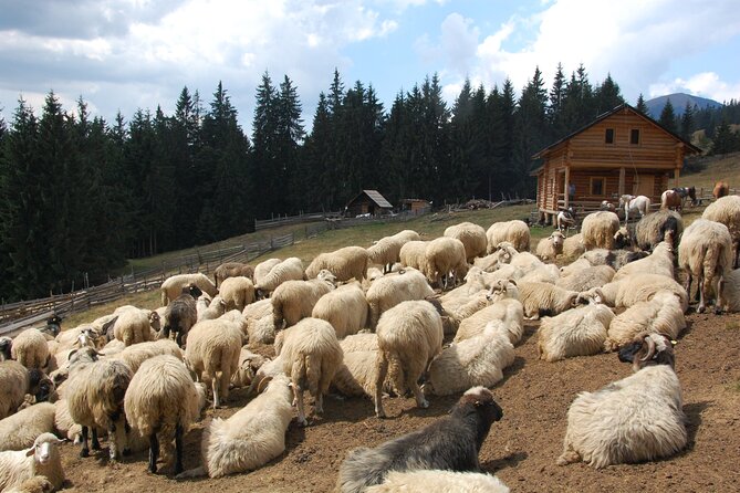 Maramures Day Tour (Trip Start in Bucovina, End in Sighetu M.) - Whats Included