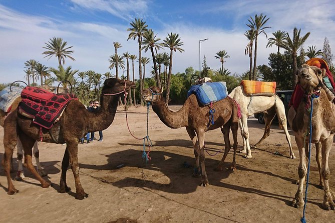 Marrakech Camel Ride 02 Hours Pick-Up &Drop-Off - Additional Information
