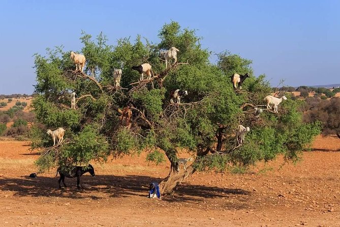 Marrakech & Essaouira = 2 Days Trip From Agadir - Inclusions and Accessibility
